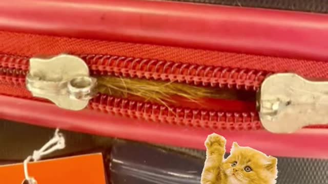 TSA officials at New York's JFK Airport found a surprise stowaway