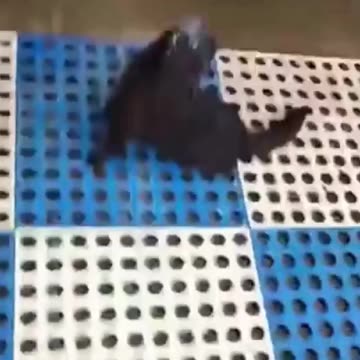 tente não rir com esse pets, kkkk