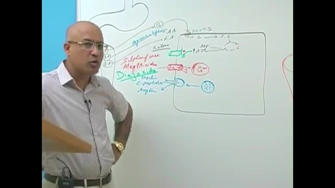 Insulin Function Types | Synthesis , Secretion & Regulation | Diabetes