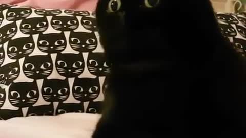 The cat is too black