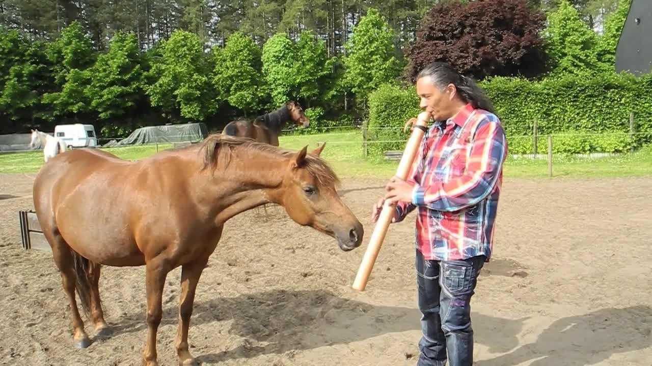 Man Captivates Horses With Native Flute