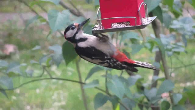 1 Most Unique Birds in the World!