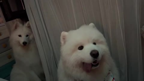 to your apartment with a present like a star