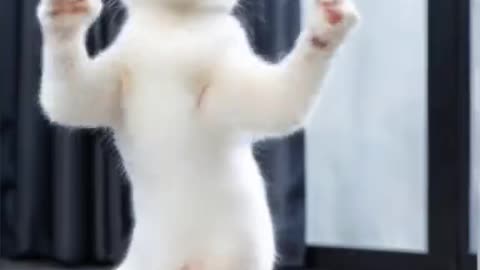 Funny Animals Caught on Camera - Epic Fails & Laughs!