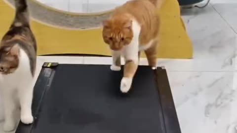 FUNNY CATS and DOGS 🐱🐶 & other ANIMALS Funniest Animals Videos 2023 😂