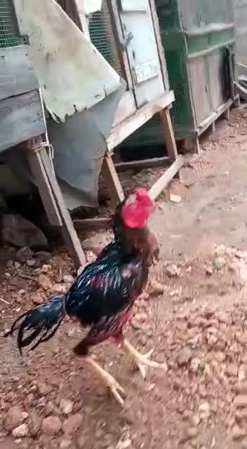Shamoo 🐓 rooster