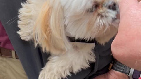 This Dog Is So Adorable