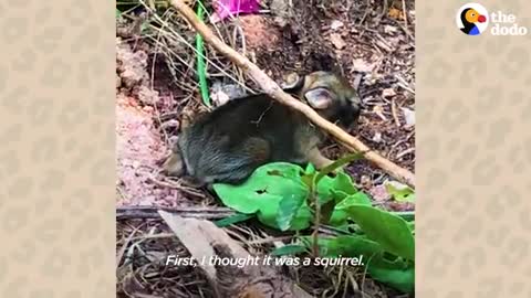 Lady Rescues A Newborn Rabbit And Raises Her Until She's Ready To Be Wild - The Dodo Wild Hearts_Cut