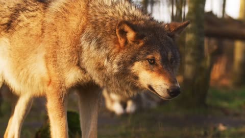Animal