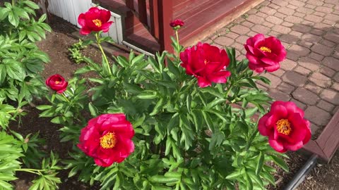 Canadian Peony Society Virtual Show