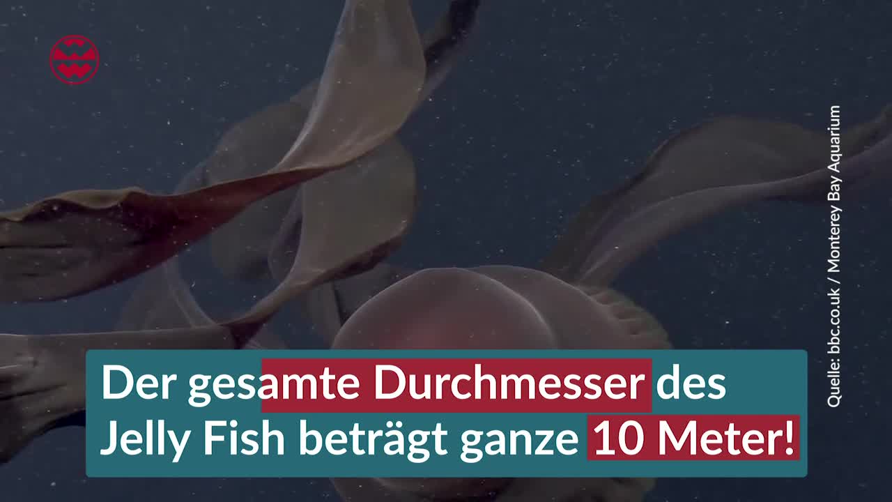 Jelly Fish: Die gigantischen Ausmaße eines Meeresbewohners