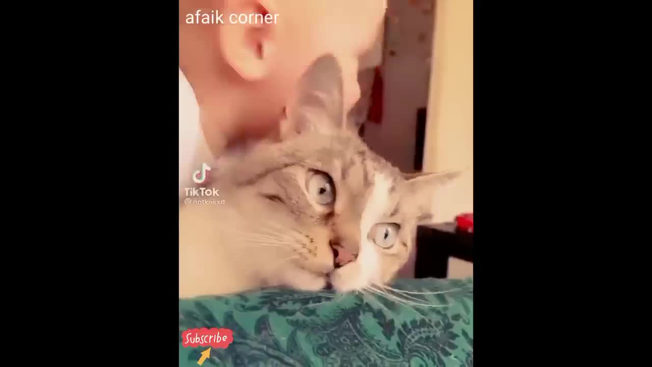 Funniest Animals 2022 π Funniest Cats and Dogs πΊπΆ