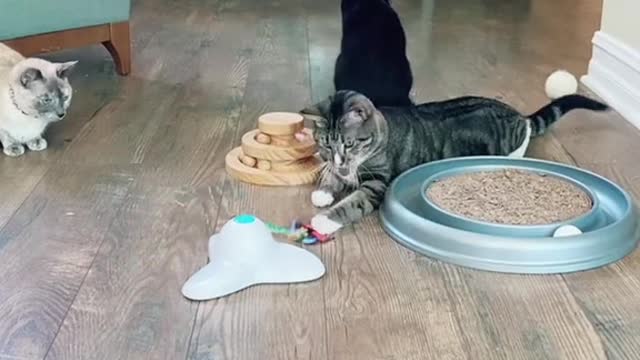 Black cat ignores tickling toys.