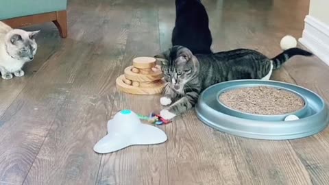 Black cat ignores tickling toys.