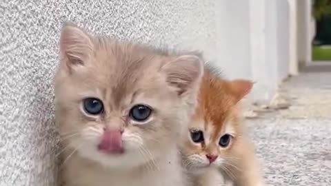 Mother Cat Retrieves Crying Kitten from Toddler