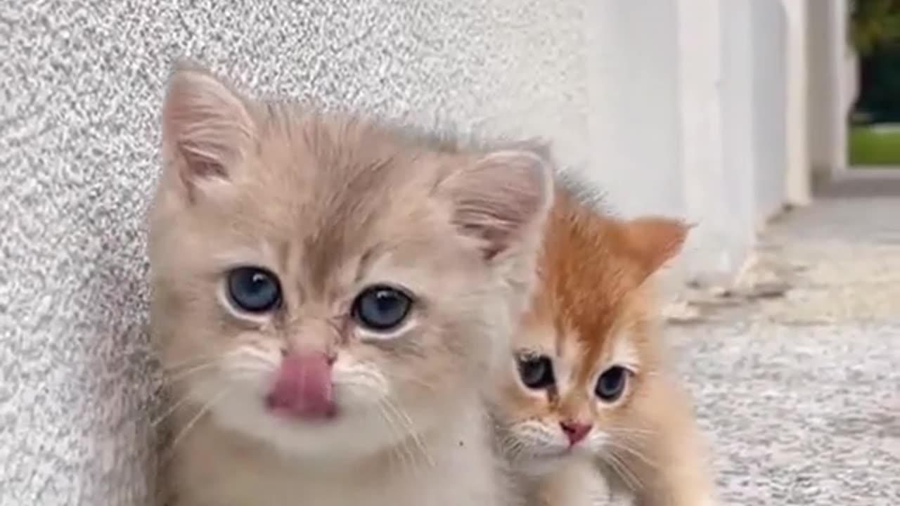 Mother Cat Retrieves Crying Kitten from Toddler