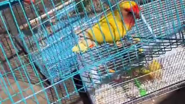 Funny Pets And Animal Compilation