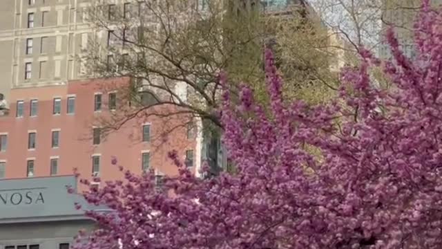 New York City colors during Spring