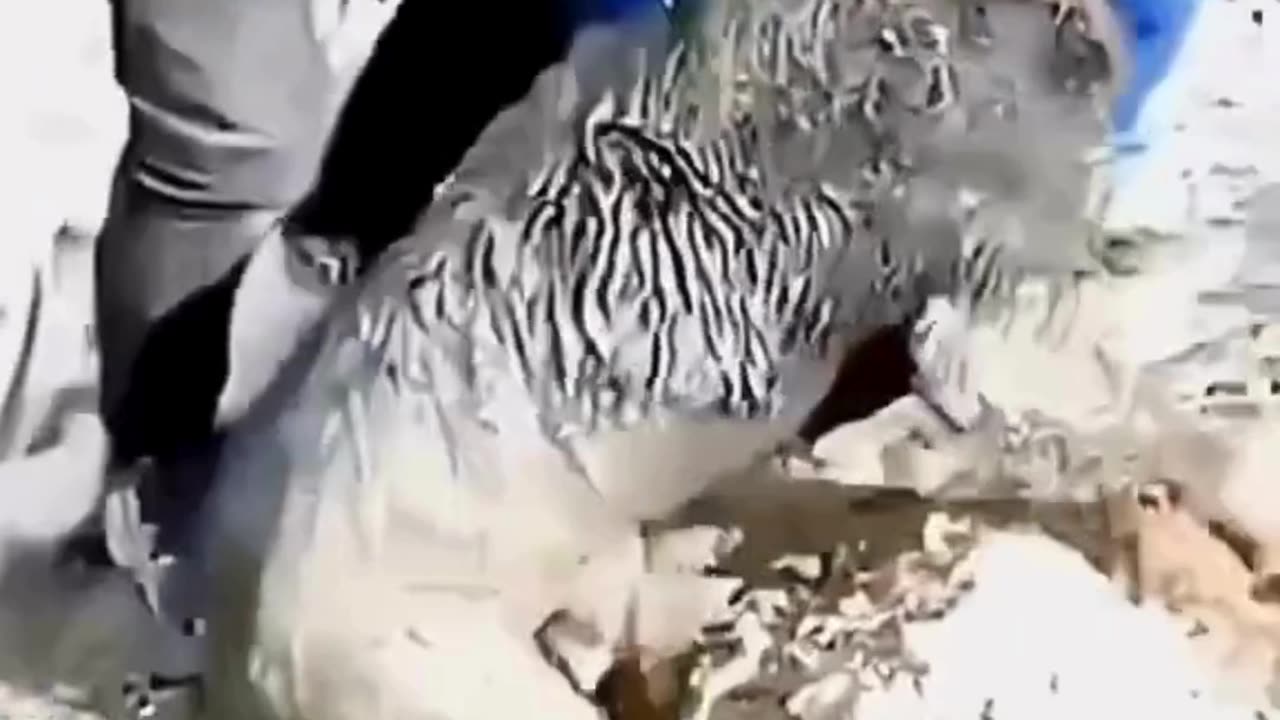 Cute chaos daily! πΎπ #cats #shorts #viral #pets #Reels