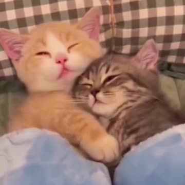 Beautiful kittens 😻😻😻😻😍
