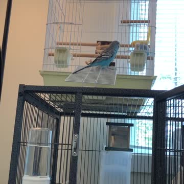 Benji bugging Budgie too funny