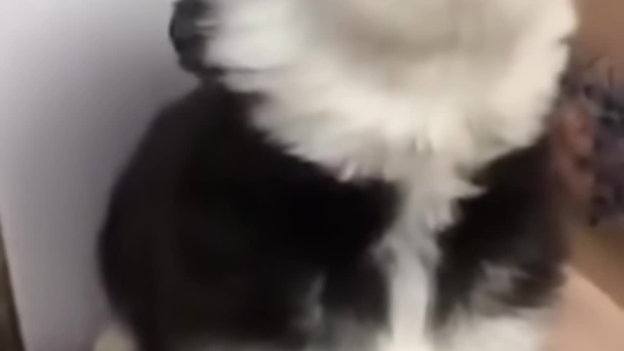 cute baby husky howling cute