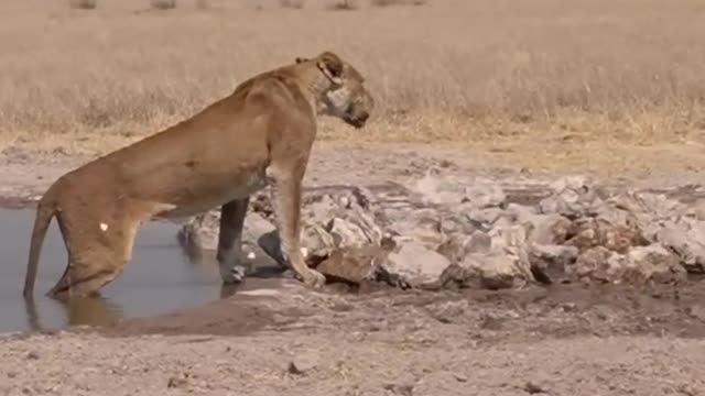 Lion vs wild Dogs