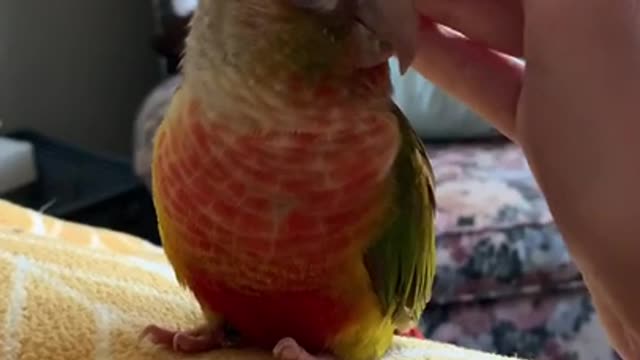 Bird can't wait to be cuddled takes the initiative.