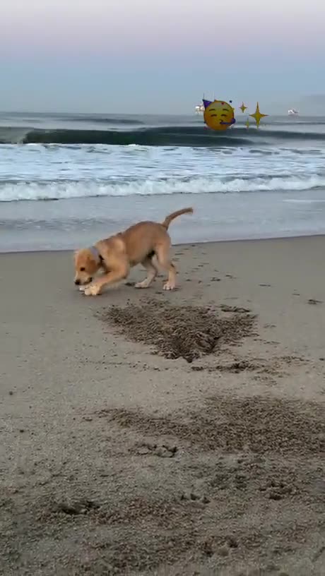 The dog go to the see