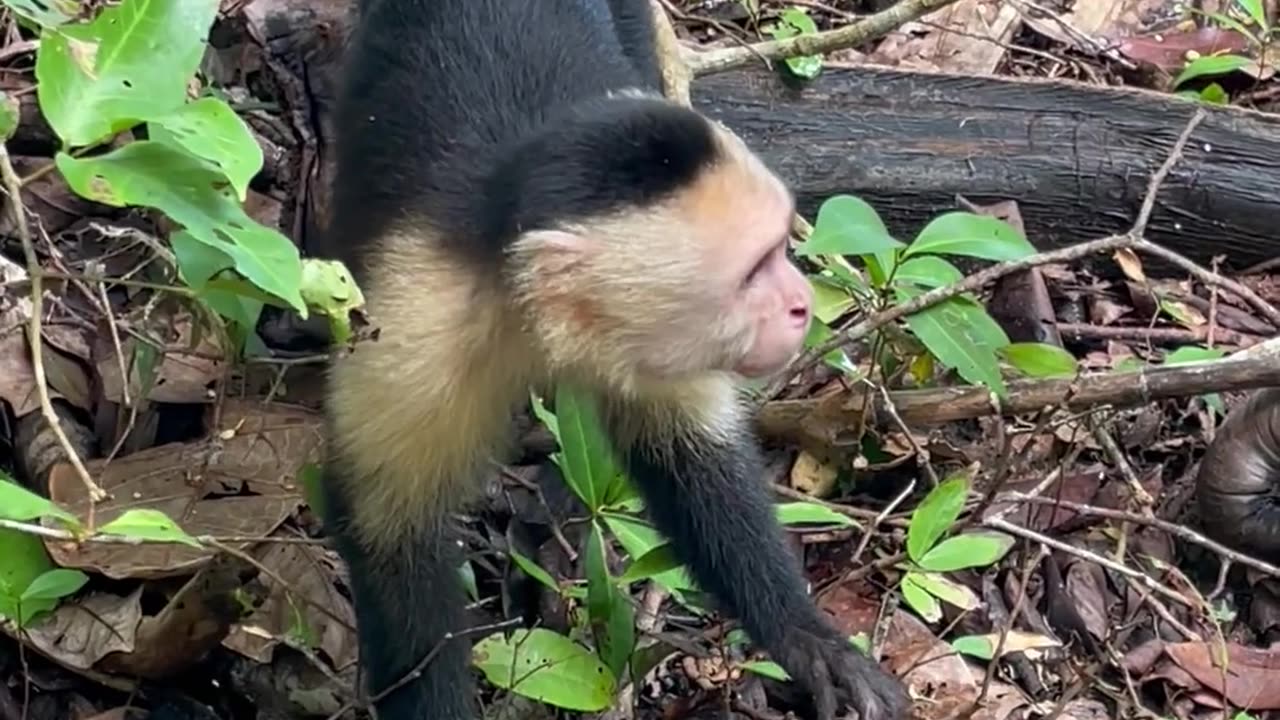 cute monkey