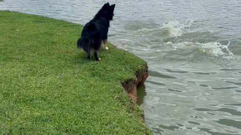 Capybaras Dive Away From Barking Dog