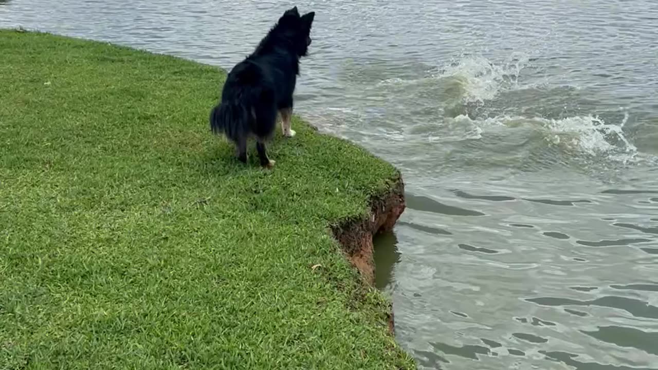 Capybaras Dive Away From Barking Dog