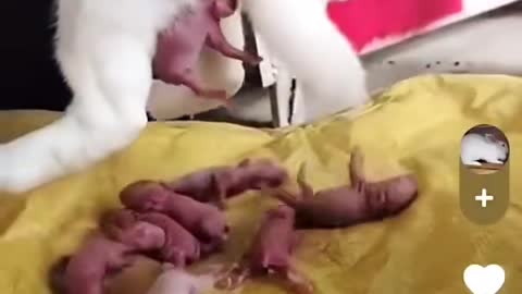 Watch the wonderful birth of a dog giving birth to a large number of dogs in a very wonderful scene
