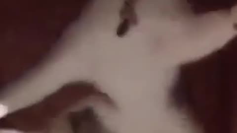 Cat climbing on top #shorts #viral #shortsvideo #video