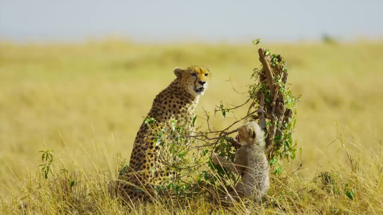 AFRICA The Lost Continent in 8K ULTRA HD - 9of19