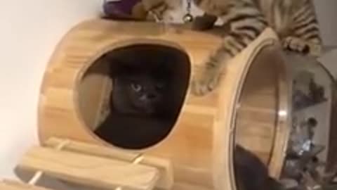 Funniest Cats 😹 - Don't try to hold back Laughter 😂 😍 Watch more cute animals!