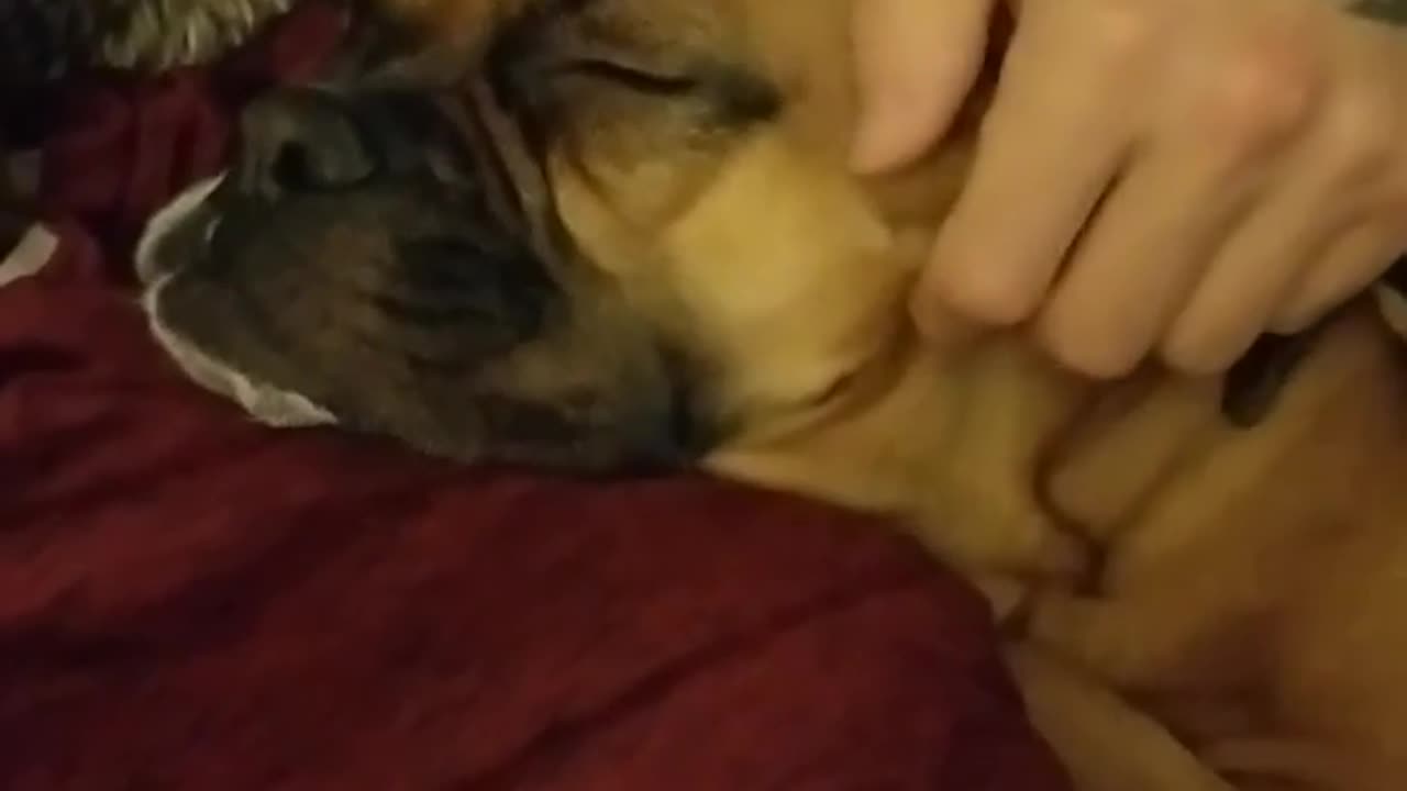 Peanut the Boxer