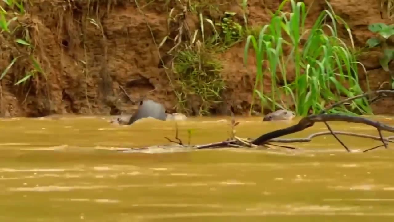 Jaguar VS Giant otter Confrontation Ends With a Fatal Head bite ] Survival battle. Part 2