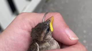 Woman Reunites Lost Baby Bird With Parents