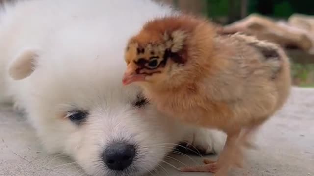 Cute white Dog is Obsessed With little Chick