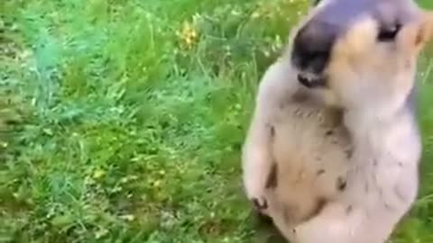 Funny animal videos