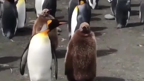 Penguin Meeting