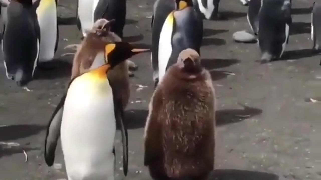 Penguin Meeting