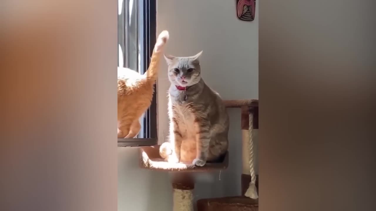 funny cats 2023 look at the expression