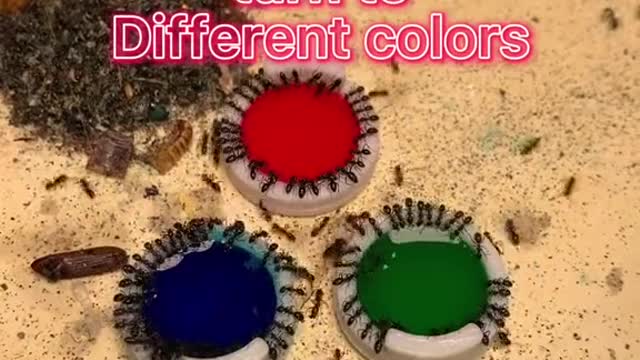 Watch these ants change colour as they eat!