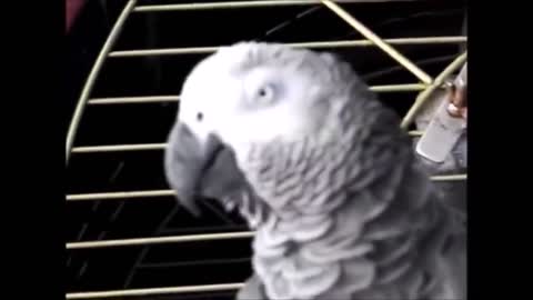 5 Funny Talking Parrots creepy and coolp11