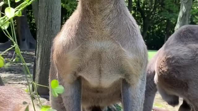 The kangaroo