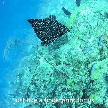 Spotted Eagle Ray