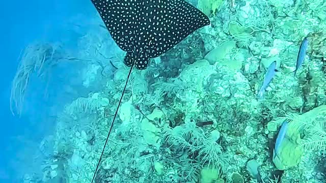 Spotted Eagle Ray