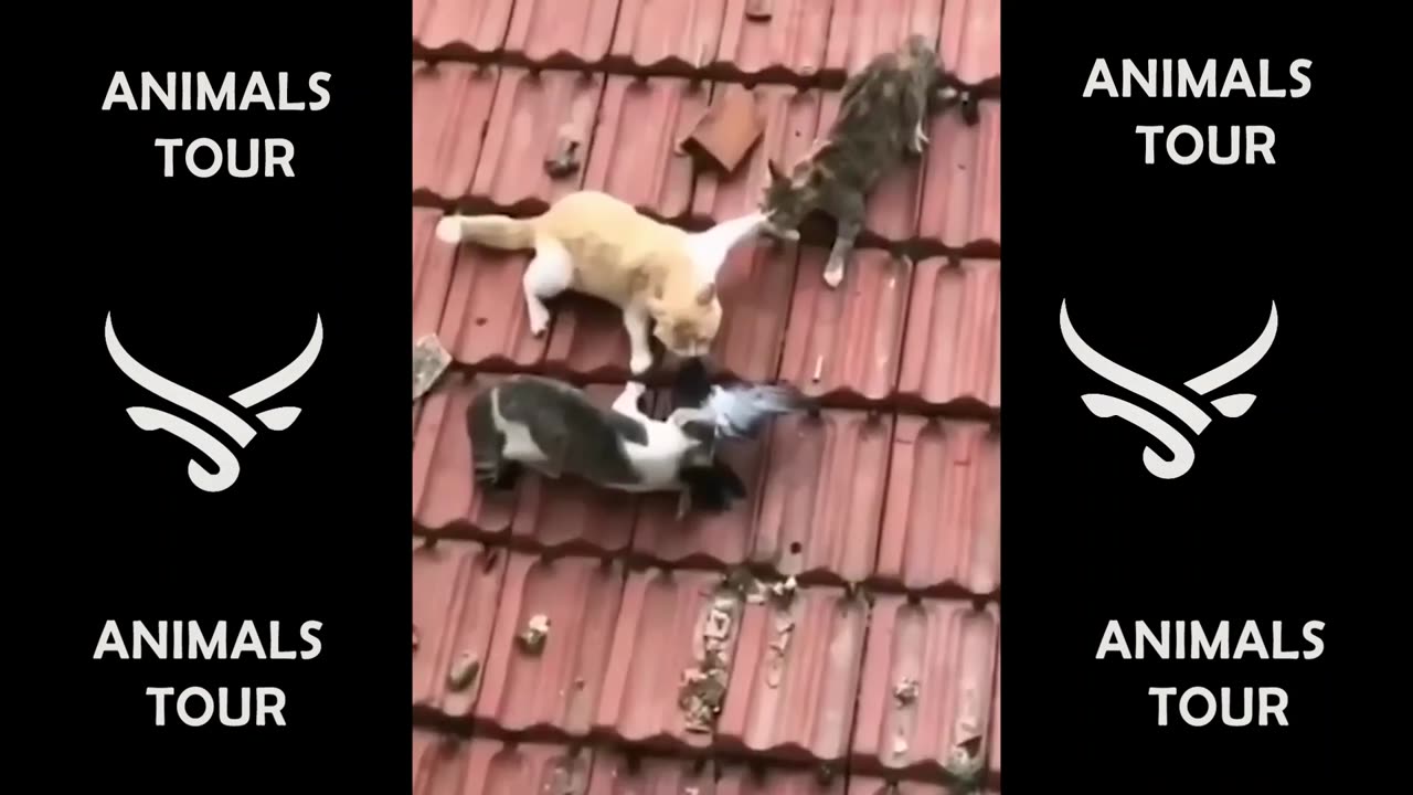 Funny animals - Funny cats - dogs - Funny animal videos